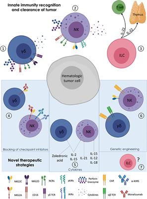 Innate Immune Responses in the Outcome of Haploidentical Hematopoietic Stem Cell Transplantation to Cure Hematologic Malignancies